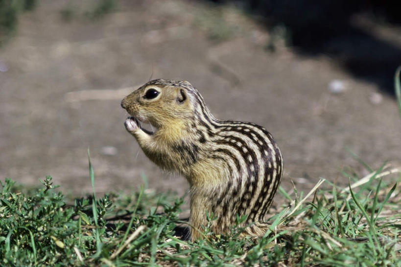 无人,站,横图,室外,特写,白天,侧面,草地,草原,美景,植物,野生动物,朦胧,模糊,景观,旷野,注视,草,一只,绿色,自然,动物,松鼠,观察,看,站着,景色,可爱,活泼,观看,察看,关注,自然风光,原野,地松鼠,站立,彩图,全身