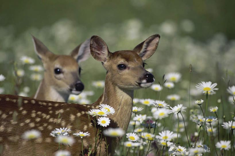 无人,站,横图,室外,白天,侧面,快乐,幸福,花海,花圃,美景,植物,哺乳动物,鹿,野生动物,叶子,朦胧,模糊,盛开,景观,玛格丽特,花蕾,扭头,注视,雏菊,花,花瓣,花朵,花卉,鲜花,绿色,自然,动物,花丛,花束,花田,花苞,花蕊,观察,看,站着,转头,两只,菊花,景色,活力,可爱,活泼,观看,希望,察看,坚强,关注,自然风光,白尾鹿,和平,离别,延命菊,幸福花,春菊,马兰头花,暗恋,纯情,单恋,维基尼亚鹿,维吉尼亚鹿,天真,站立,半身,彩图,愉快