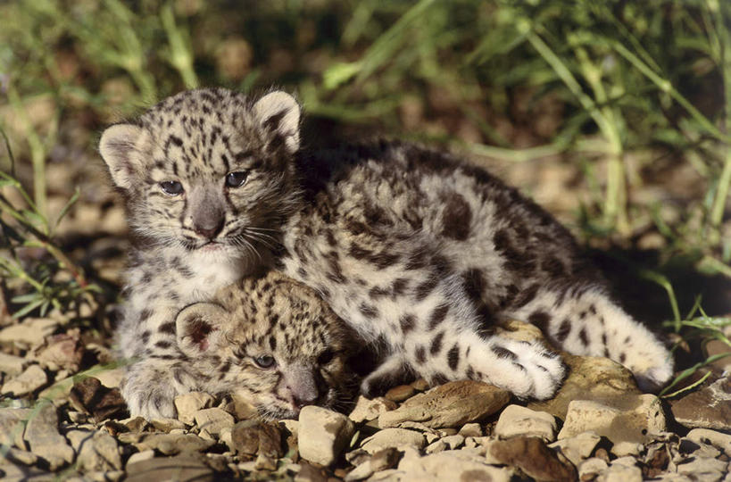 无人,躺,横图,室外,白天,正面,草地,草坪,石头,美景,植物,野生动物,三只,朦胧,模糊,石子,景观,注视,草,绿色,自然,动物,观察,看,靠,靠着,趴着,景色,观看,察看,关注,自然风光,雪豹,凶猛,草豹,卧着,残暴,凶残,石块,岩石,趴,躺着,卧,半身,彩图