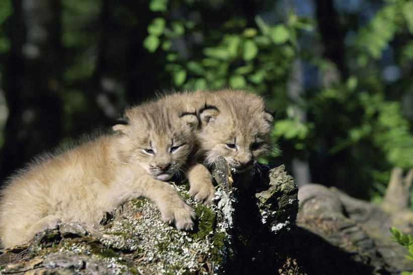 无人,横图,室外,白天,侧面,石头,美景,树林,植物,哺乳动物,野生动物,阴影,朦胧,模糊,光线,石子,影子,景观,注视,树,树木,绿色,阳光,自然,动物,观察,看,趴着,两只,景色,生长,成长,观看,察看,关注,自然风光,山猫,猞猁,凶猛,林曳,马猞猁,猞猁狲,猞狮,残暴,凶残,石块,岩石,趴,彩图,全身,加拿大猞猁