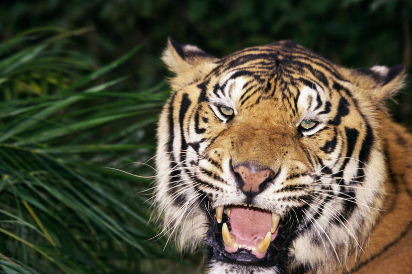 无人,横图,室外,白天,正面,草地,草坪,美景,植物,哺乳动物,虎,野生动物,朦胧,模糊,景观,注视,草,一只,绿色,自然,动物,观察,看,张嘴,景色,观看,察看,关注,自然风光,凶猛,华南虎,张大嘴巴,中国虎,残暴,凶残,张开嘴,老虎,半身,彩图