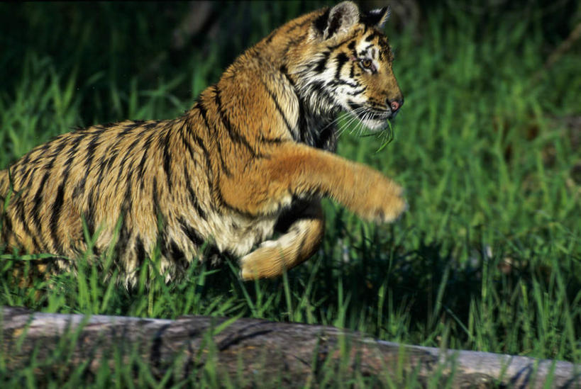 无人,横图,室外,白天,侧面,草地,草坪,美景,植物,虎,野生动物,朦胧,模糊,草丛,景观,注视,草,一只,绿色,自然,动物,观察,看,趴着,景色,观看,察看,关注,自然风光,凶猛,西伯利亚虎,残暴,凶残,老虎,东北虎,趴,半身,彩图