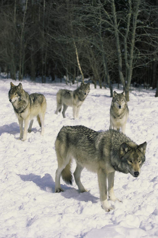 无人,站,竖图,室外,白天,正面,美景,树林,雪,植物,大雪,狼,野生动物,四只,阴影,光线,影子,积雪,景观,雪景,冬季,冬天,注视,树,树木,绿色,阳光,自然,动物,观察,看,站着,景色,寒冷,生长,成长,观看,察看,关注,自然风光,凶猛,严寒,白狼,北极狼,残暴,凶残,站立,彩图,全身,犬科动物