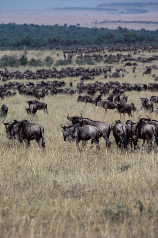 无人,走,竖图,室外,白天,正面,旅游,度假,草地,草原,草坪,美景,树林,植物,哺乳动物,野生动物,羊,非洲,坦桑尼亚,许多,阴影,枯萎,朦胧,模糊,光线,羚羊,影子,荒野,景观,旷野,云,云朵,热带,云彩,注视,娱乐,草,树,树木,蓝色,绿色,白云,蓝天,天空,阳光,自然,动物,天,观察,看,享受,休闲,景色,放松,可爱,活泼,生长,晴朗,成长,观看,死亡,察看,关注,自然风光,原野,角马,荒原,牛羚,羚牛,扭角羚,东非,坦桑尼亚联合共和国,枯败,晴空,步行,散步,走路,半身,彩图