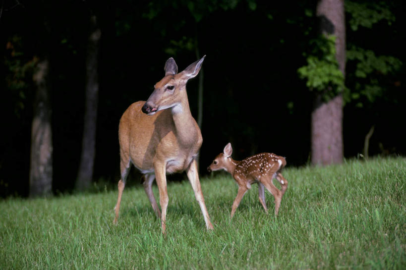 无人,站,横图,室外,白天,正面,草地,草坪,美景,树林,植物,哺乳动物,鹿,野生动物,景观,扭头,注视,草,树,树木,绿色,自然,动物,观察,看,站着,转头,两只,景色,可爱,活泼,生长,成长,观看,察看,关注,自然风光,白尾鹿,维基尼亚鹿,维吉尼亚鹿,站立,彩图,全身