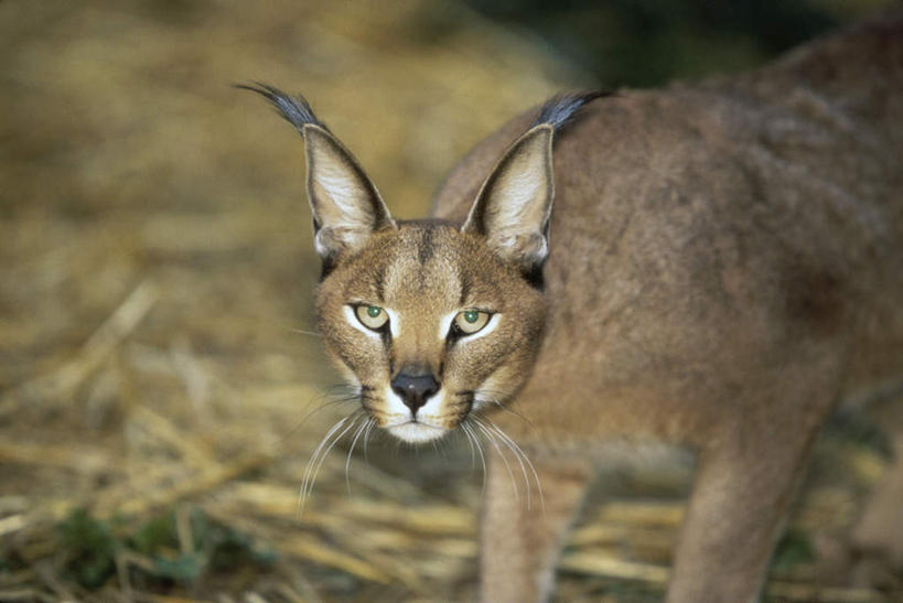 无人,站,横图,室外,白天,侧面,草地,草坪,美景,植物,哺乳动物,野生动物,朦胧,模糊,景观,注视,草,一只,绿色,自然,动物,观察,看,站着,景色,观看,察看,关注,自然风光,山猫,猞猁,凶猛,林曳,马猞猁,猞猁狲,猞狮,残暴,凶残,站立,半身,彩图