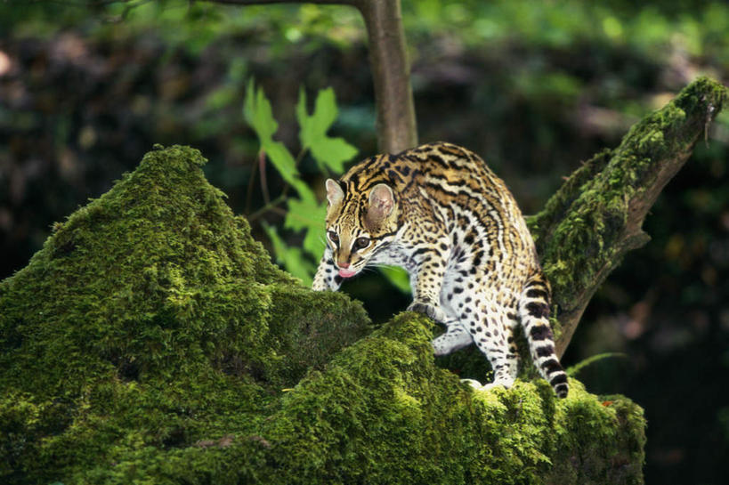无人,走,横图,室外,白天,侧面,石头,植物,野生动物,朦胧,模糊,石子,青苔,苔藓,注视,树,树木,一只,绿色,自然,动物,观察,看,生长,成长,观看,察看,关注,狸猫,凶猛,豹猫,麻狸,山狸,石虎,铜钱猫,残暴,凶残,石块,步行,散步,走路,彩图,全身