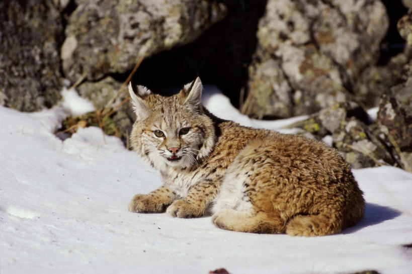 无人,坐,横图,室外,白天,侧面,石头,美景,雪,大雪,哺乳动物,野生动物,阴影,朦胧,模糊,光线,石子,影子,积雪,景观,雪景,冬季,冬天,扭头,注视,一只,阳光,自然,动物,观察,看,转头,景色,寒冷,观看,察看,关注,自然风光,山猫,猞猁,凶猛,严寒,林曳,马猞猁,猞猁狲,猞狮,残暴,凶残,石块,岩石,坐着,彩图,全身