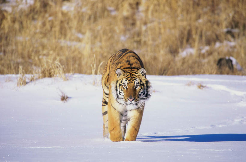无人,站,横图,室外,白天,正面,旅游,度假,美景,雪,植物,大雪,虎,野生动物,枯萎,朦胧,模糊,积雪,景观,雪景,冬季,冬天,枯草,注视,娱乐,草,一只,黄色,自然,动物,观察,看,站着,享受,休闲,景色,放松,寒冷,观看,察看,关注,自然风光,凶猛,西伯利亚虎,严寒,残暴,凶残,老虎,东北虎,站立,彩图,全身