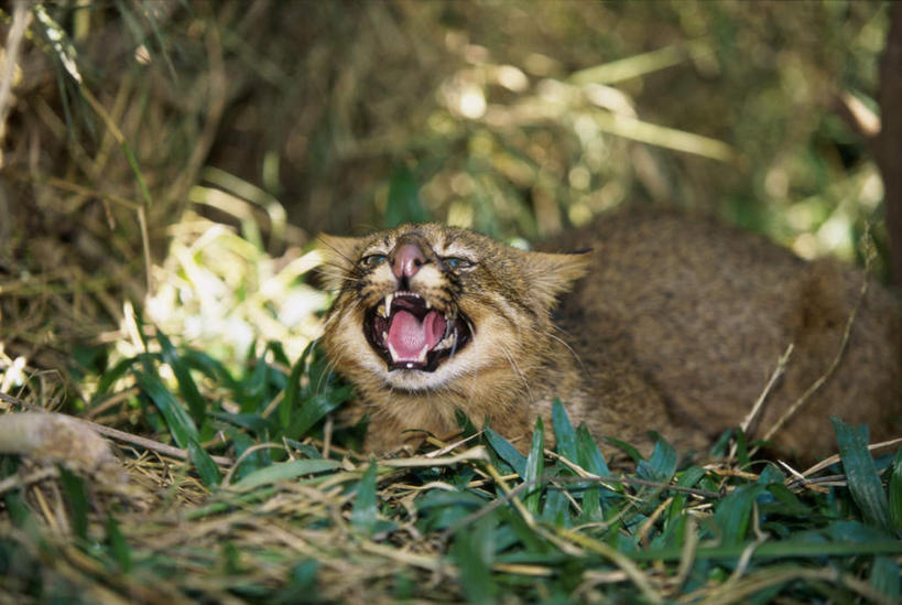 牙齿,无人,坐,横图,室外,白天,正面,草地,草坪,美景,植物,宠物,猫,咆哮,阴影,朦胧,模糊,锐利,光线,影子,景观,注视,草,一只,绿色,阳光,自然,动物,观察,看,张嘴,景色,可爱,观看,察看,锋利,尖锐,关注,自然风光,猫咪,尖利,张大嘴巴,怒吼,呼啸,犀利,厉害,狂嗥,齿,牙,牙龈,张开嘴,坐着,半身,彩图,南美草原猫,潘帕斯猫