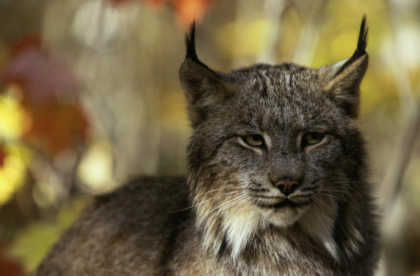 无人,站,横图,室外,特写,白天,正面,美景,植物,哺乳动物,野生动物,枯萎,朦胧,模糊,景观,枯草,注视,草,一只,黄色,自然,动物,观察,看,站着,景色,观看,察看,关注,自然风光,山猫,猞猁,凶猛,林曳,马猞猁,猞猁狲,猞狮,残暴,凶残,站立,半身,彩图,加拿大猞猁