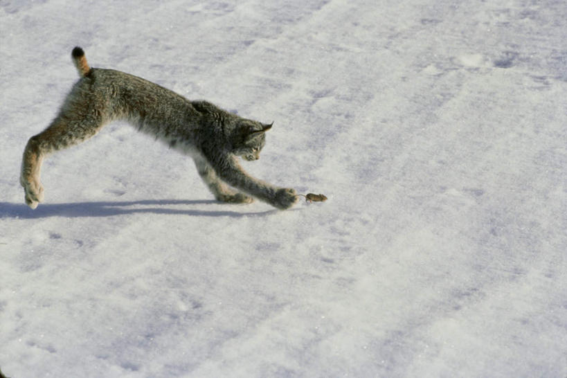 无人,站,横图,室外,白天,侧面,美景,雪,大雪,哺乳动物,野生动物,弯腰,阴影,朦胧,模糊,光线,影子,积雪,景观,雪景,冬季,冬天,注视,一只,阳光,自然,动物,低头,观察,看,站着,景色,寒冷,观看,察看,关注,自然风光,山猫,猞猁,凶猛,弯身,严寒,林曳,马猞猁,猞猁狲,猞狮,残暴,凶残,站立,彩图,全身,加拿大猞猁