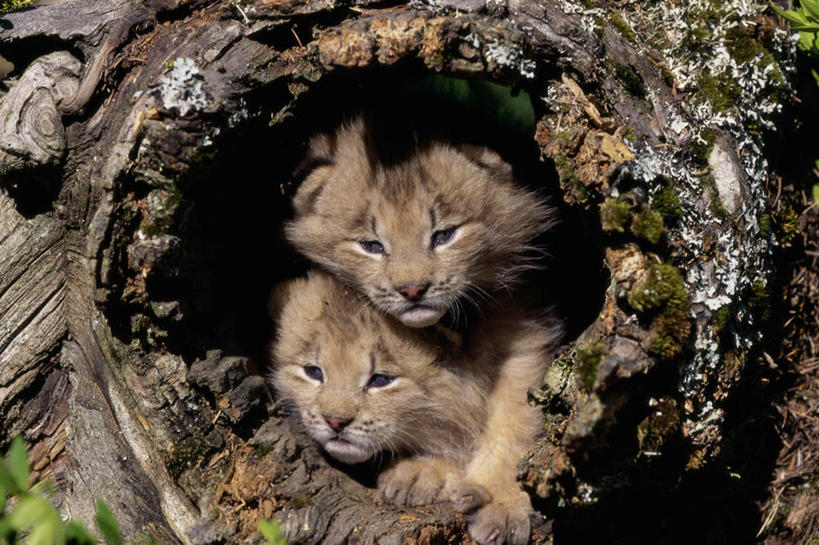 无人,横图,室外,白天,正面,美景,植物,哺乳动物,野生动物,朦胧,模糊,景观,树桩,枝条,注视,树,树干,树木,树枝,自然,动物,观察,看,趴着,两只,木桩,景色,观看,察看,关注,自然风光,山猫,猞猁,凶猛,林曳,马猞猁,猞猁狲,猞狮,虬枝,枝杈,残暴,凶残,趴,半身,彩图,加拿大猞猁