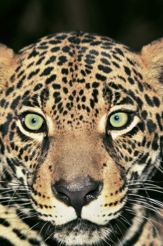 头,无人,竖图,室外,特写,白天,正面,美景,野生动物,阴影,花纹,朦胧,模糊,反射,影子,景观,注视,一只,自然,动物,观察,看,景色,观看,察看,关注,自然风光,美洲豹,凶猛,美洲虎,残暴,凶残,头部,半身,彩图