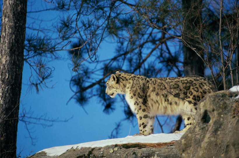 无人,站,横图,室外,白天,侧面,石头,美景,树林,雪,植物,大雪,野生动物,阴影,朦胧,模糊,光线,石子,影子,积雪,景观,雪景,冬季,冬天,注视,树,树木,一只,蓝色,绿色,蓝天,天空,阳光,自然,动物,天,观察,看,站着,景色,寒冷,生长,晴朗,成长,观看,察看,关注,自然风光,雪豹,凶猛,万里无云,严寒,草豹,残暴,凶残,石块,岩石,晴空,晴空万里,站立,彩图,全身