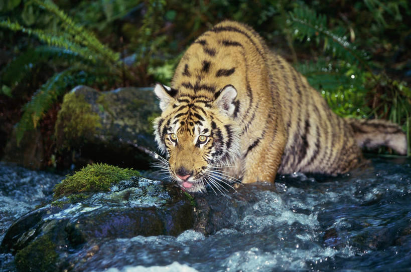 无人,走,横图,室外,白天,正面,河流,石头,美景,树林,水,植物,哺乳动物,虎,野生动物,朦胧,模糊,石子,河水,景观,水流,注视,树,树木,一只,绿色,自然,动物,观察,看,景色,生长,成长,观看,察看,关注,自然风光,凶猛,华南虎,中国虎,残暴,凶残,石块,岩石,老虎,步行,散步,走路,彩图,全身