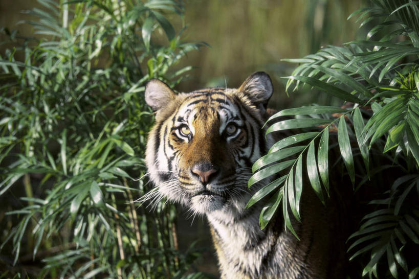无人,站,横图,室外,白天,侧面,美景,树林,植物,哺乳动物,虎,野生动物,朦胧,模糊,景观,注视,树,树木,一只,绿色,自然,动物,观察,看,站着,景色,生长,成长,观看,察看,关注,自然风光,凶猛,华南虎,中国虎,残暴,凶残,老虎,站立,半身,彩图