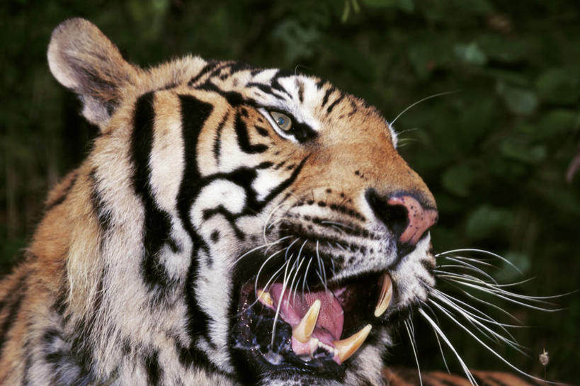 头,牙齿,无人,横图,室外,特写,白天,正面,美景,树林,植物,哺乳动物,虎,野生动物,咆哮,朦胧,模糊,锐利,景观,注视,树,树木,一只,绿色,自然,动物,观察,看,张嘴,景色,生长,成长,观看,察看,锋利,尖锐,关注,自然风光,尖利,凶猛,华南虎,张大嘴巴,怒吼,呼啸,犀利,厉害,狂嗥,中国虎,残暴,凶残,头部,齿,牙,牙龈,张开嘴,老虎,彩图,全身