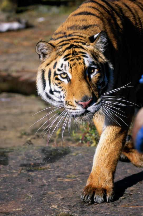 无人,走,竖图,室外,白天,正面,石头,美景,哺乳动物,虎,野生动物,朦胧,模糊,石子,景观,注视,一只,自然,动物,观察,看,景色,观看,察看,关注,自然风光,凶猛,华南虎,中国虎,残暴,凶残,石块,岩石,老虎,步行,散步,走路,彩图,全身