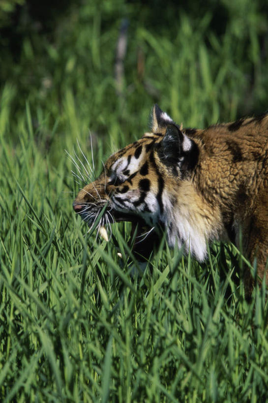无人,站,竖图,室外,白天,侧面,草地,草坪,美景,树林,植物,虎,野生动物,咆哮,朦胧,模糊,景观,注视,草,树,树木,一只,绿色,自然,动物,观察,看,站着,景色,生长,成长,观看,察看,关注,自然风光,凶猛,怒吼,西伯利亚虎,呼啸,狂嗥,残暴,凶残,老虎,东北虎,站立,半身,彩图