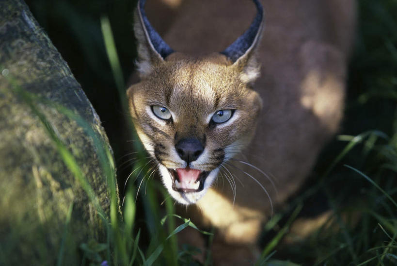 无人,站,横图,室外,白天,正面,草地,草坪,美景,植物,哺乳动物,野生动物,阴影,朦胧,模糊,光线,影子,景观,注视,草,一只,绿色,阳光,自然,动物,观察,看,站着,张嘴,景色,观看,察看,关注,自然风光,山猫,猞猁,凶猛,张大嘴巴,林曳,马猞猁,猞猁狲,猞狮,残暴,凶残,张开嘴,站立,半身,彩图