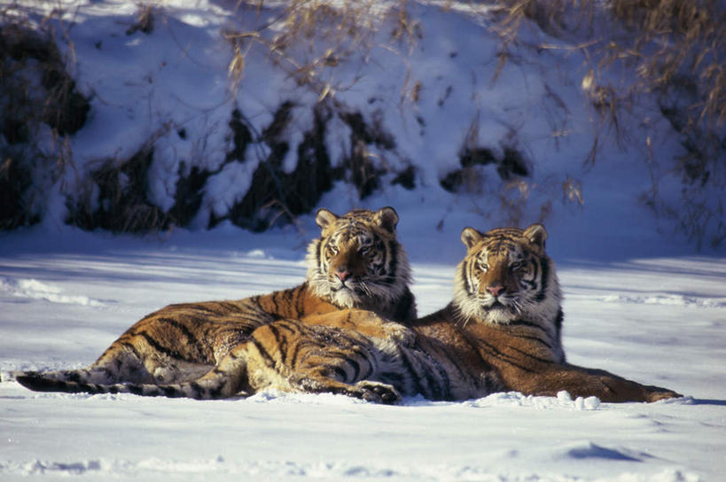 无人,抱,横图,室外,白天,侧面,石头,美景,树林,雪,植物,大雪,虎,野生动物,朦胧,模糊,石子,积雪,景观,雪景,冬季,冬天,树,树木,绿色,自然,动物,两只,景色,寒冷,生长,成长,抱着,搂着,自然风光,交配,凶猛,西伯利亚虎,严寒,残暴,凶残,石块,老虎,东北虎,搂,搂抱,彩图,全身