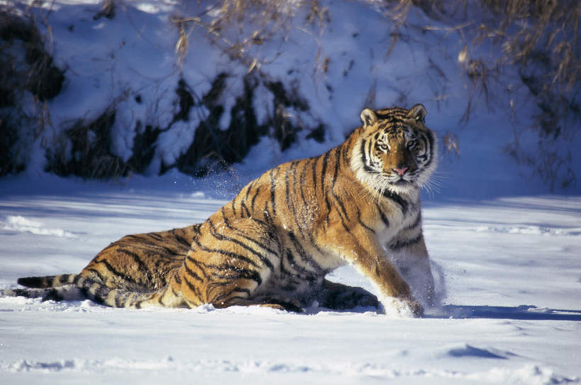 无人,横图,室外,白天,侧面,草地,草坪,美景,雪,植物,大雪,虎,野生动物,阴影,朦胧,模糊,光线,影子,积雪,景观,雪景,冬季,冬天,扭头,注视,草,绿色,阳光,自然,动物,观察,看,趴着,转头,两只,景色,寒冷,观看,察看,关注,自然风光,交配,凶猛,西伯利亚虎,严寒,残暴,凶残,老虎,东北虎,趴,彩图,全身