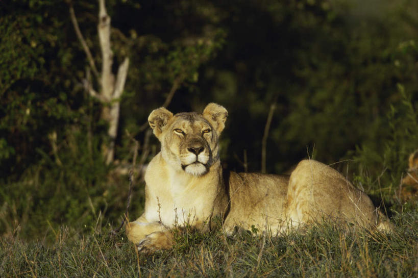 无人,坐,横图,室外,白天,侧面,草地,草坪,美景,树林,植物,哺乳动物,非洲狮,野生动物,狮子,朦胧,模糊,景观,扭头,注视,草,树,树木,一只,绿色,自然,动物,观察,看,趴着,转头,景色,生长,成长,观看,察看,关注,自然风光,凶猛,残暴,凶残,趴,坐着,彩图,全身