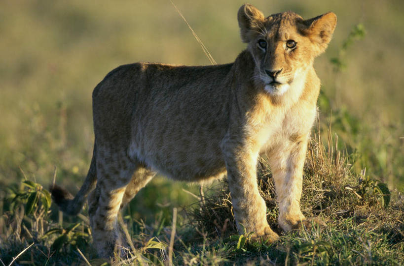 无人,站,笑,微笑,横图,室外,白天,侧面,草地,草原,美景,植物,哺乳动物,非洲狮,野生动物,狮子,阴影,朦胧,模糊,光线,影子,景观,旷野,扭头,注视,草,一只,绿色,阳光,自然,动物,观察,看,站着,转头,景色,观看,察看,关注,自然风光,原野,凶猛,残暴,凶残,站立,彩图,全身