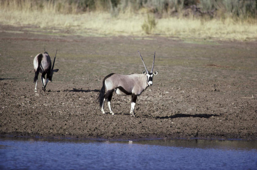 无人,站,横图,室外,白天,正面,河流,美景,沙滩,水,植物,野生动物,羊,枯萎,朦胧,模糊,羚羊,沙子,河岸,河水,河滩,景观,水流,枯草,沙地,注视,草,黄色,自然,动物,观察,看,站着,两只,景色,可爱,活泼,观看,察看,关注,自然风光,长角羚,白长角羚,站立,彩图,全身