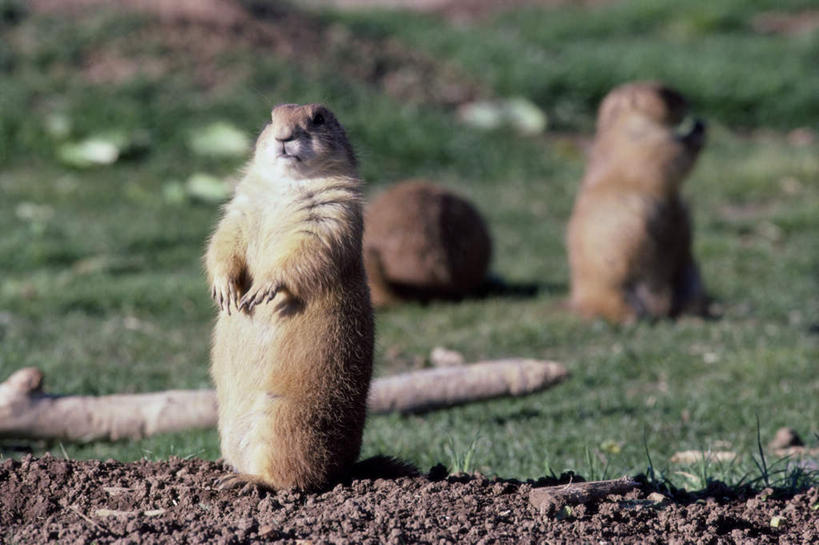 无人,站,横图,室外,白天,正面,草地,草原,美景,植物,野生动物,朦胧,模糊,景观,旷野,枝条,注视,草,树,树木,树枝,绿色,自然,动物,观察,看,站着,两只,景色,可爱,活泼,观看,察看,关注,自然风光,原野,土拨鼠,旱獭,天竺鼠,黑尾草原犬鼠,黑尾牧鼠,黑尾土拨鼠,虬枝,枝杈,站立,彩图,全身
