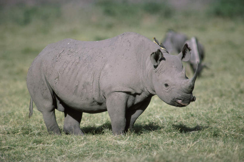 无人,站,横图,室外,白天,侧面,草地,草原,美景,植物,野生动物,朦胧,模糊,景观,旷野,扭头,注视,草,一只,绿色,自然,动物,观察,看,站着,转头,景色,观看,察看,关注,自然风光,原野,凶猛,黑犀,黑犀牛,残暴,凶残,犀牛,站立,彩图,全身