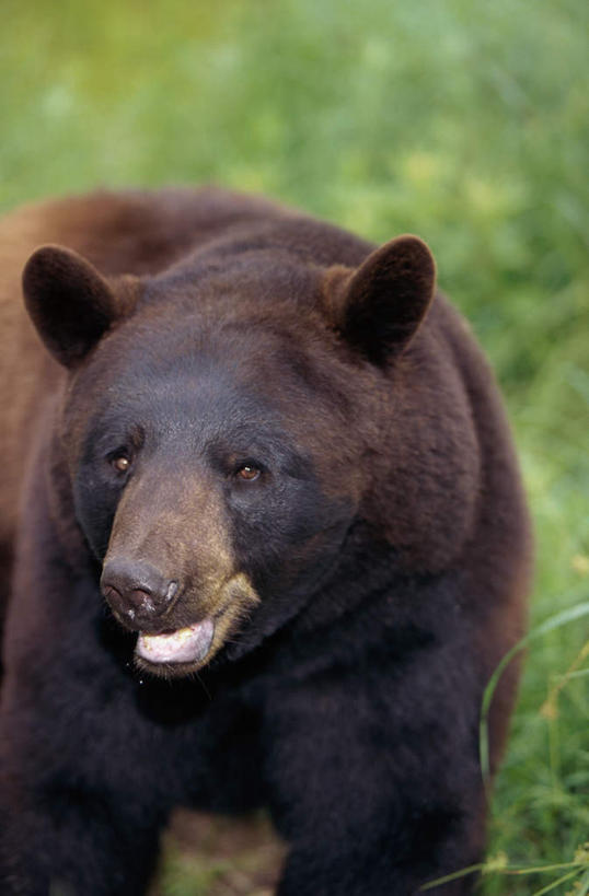 无人,走,竖图,室外,白天,正面,草地,草原,美景,植物,野生动物,熊,黑熊,朦胧,模糊,景观,旷野,注视,草,一只,绿色,自然,动物,观察,看,张嘴,景色,观看,察看,关注,自然风光,原野,凶猛,张大嘴巴,黑瞎子,熊瞎子,残暴,凶残,张开嘴,步行,散步,走路,半身,彩图