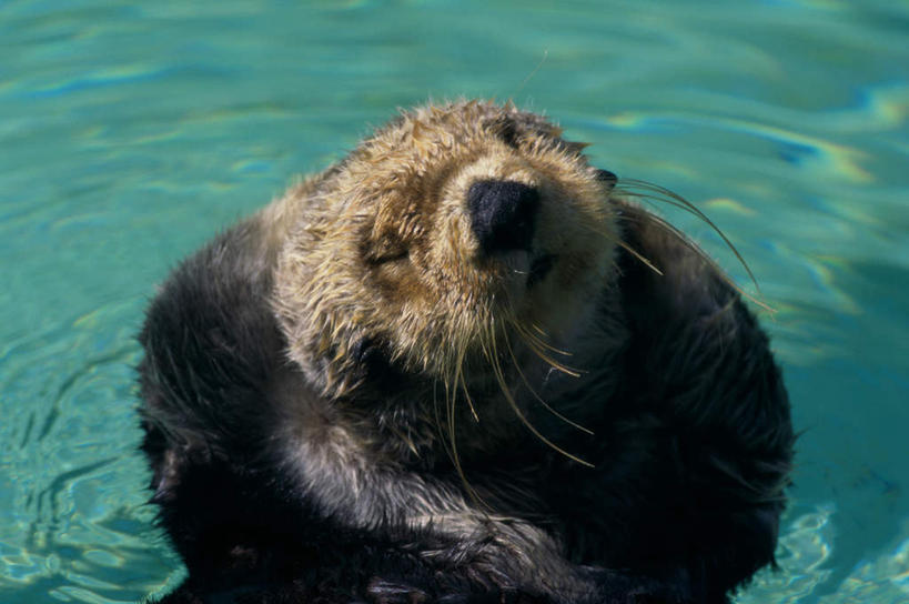 游泳,无人,横图,俯视,室外,白天,海浪,海洋,美景,哺乳动物,野生动物,波纹,朦胧,模糊,景观,浪花,涟漪,注视,一只,水纹,自然,海水,动物,波浪,观察,看,景色,可爱,活泼,观看,察看,关注,自然风光,水生动物,海獭,海景,水晕,泅水,拍浮,大海,风浪,海,海水的波动,近岸浪,涌浪,抬头,仰头,半身,彩图,高角度拍摄