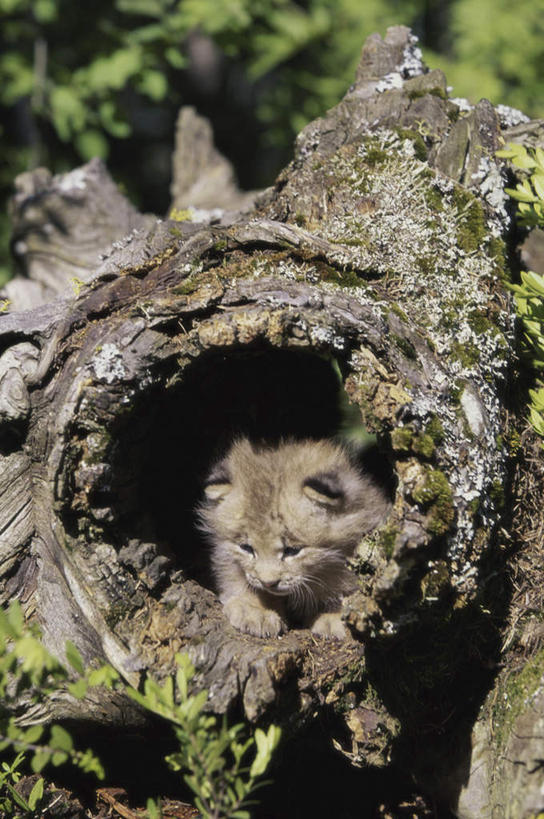 无人,竖图,室外,白天,正面,美景,树林,植物,哺乳动物,野生动物,朦胧,模糊,景观,树桩,注视,树,树干,树木,一只,绿色,自然,动物,观察,看,趴着,木桩,景色,生长,成长,观看,察看,关注,自然风光,山猫,猞猁,凶猛,林曳,马猞猁,猞猁狲,猞狮,残暴,凶残,趴,彩图,全身,加拿大猞猁