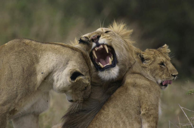 牙齿,无人,坐,横图,室外,白天,正面,草地,草原,草坪,美景,植物,哺乳动物,非洲狮,野生动物,狮子,韩国,亚洲,枯萎,朦胧,模糊,锐利,荒野,景观,旷野,热带,注视,草,自然,动物,观察,看,张嘴,景色,观看,死亡,察看,锋利,尖锐,关注,自然风光,原野,荒原,尖利,凶猛,张大嘴巴,东亚,大韩民国,江原道,三陟,三陟市,犀利,厉害,枯败,残暴,凶残,齿,牙,牙龈,张开嘴,坐着,半身,彩图,道