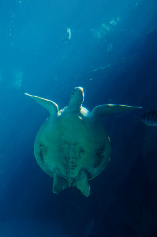 游泳,无人,竖图,室外,白天,仰视,海底,水下,美景,龟,伸展,张开,展翅,朦胧,模糊,翅膀,景观,水底,水平线,辽阔,海平线,海洋生物,一只,自然,广阔,健康,景色,海底世界,石龟,一望无际,绿海龟,自然风光,水生动物,坚定,水生物,海底动物,张开翅膀,绿蠵龟,长寿,泅水,无边无际,一马平川,展开翅膀,拍浮,海床,海龟,彩图,低角度拍摄,全身,水天相接,水天一线