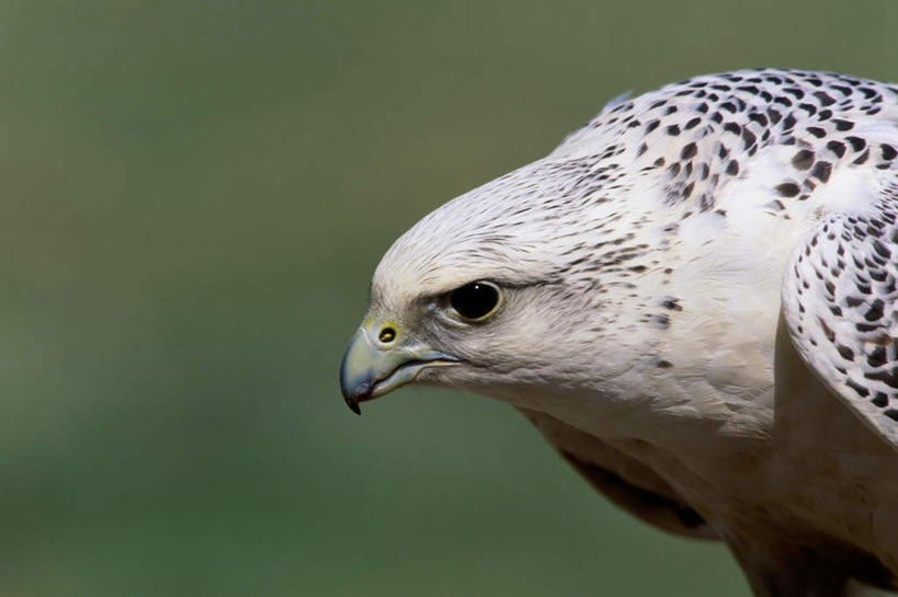 无人,站,横图,室外,特写,白天,正面,草地,草坪,美景,植物,鸟,朦胧,模糊,鸟类,景观,注视,草,一只,绿色,自然,观察,看,站着,景色,观看,察看,关注,自然风光,猎鹰,矛隼,隼,猎隼,白隼,海东青,站立,半身,彩图