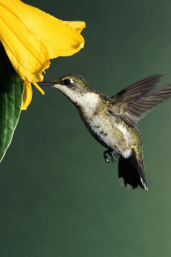 无人,竖图,室外,特写,白天,侧面,美景,蜂鸟,鸟,飞翔,伸展,张开,展翅,朦胧,模糊,盛开,飞行,翅膀,鸟类,景观,翱翔,花蕾,飞,花,花瓣,花朵,鲜花,一只,黄色,自然,花苞,花蕊,景色,自然风光,张开翅膀,吸蜜蜂鸟,侏儒蜂鸟,展开翅膀,半身,彩图