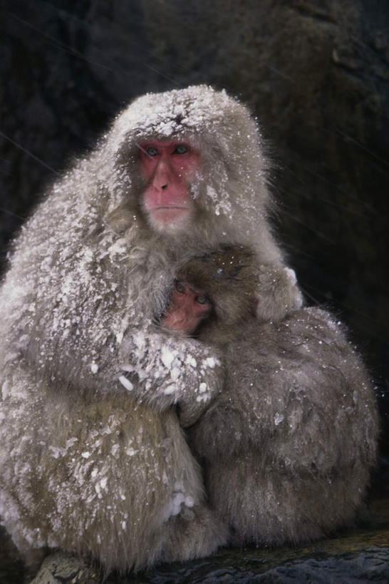 无人,坐,抱,竖图,室外,白天,侧面,美景,野生动物,猴子,朦胧,模糊,景观,扭头,注视,自然,动物,观察,看,转头,两只,景色,可爱,活泼,抱着,观看,察看,搂着,关注,自然风光,猕猴,日本猕猴,怀抱,搂,搂抱,相抱,拥抱,坐着,彩图,全身