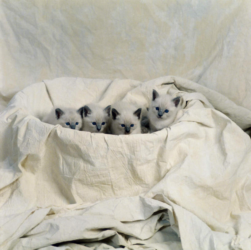 无人,坐,交叉,横图,室内,白天,白色背景,正面,竹子,宠物,猫,纺织品,四只,一排,竹制,整齐,装饰,编织,暹罗猫,篮子,毛毯,毯子,注视,纺织,排列,动物,竹篮,垫子,观察,看,温暖,可爱,摄影,影棚,观看,竹条,华丽,修饰,交织,点缀,察看,竹制品,队列,关注,猫咪,衬托,美观,雅致,雅观,穿插,泰国猫,西母猫,坐着,彩图,全身,影棚拍摄,拍摄