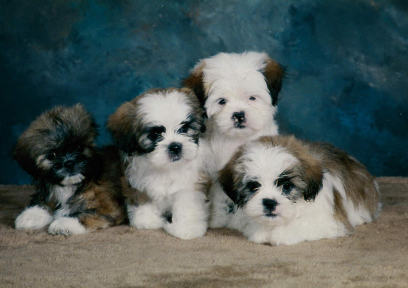 无人,坐,横图,室内,白天,正面,宠物,狗,四只,阴影,反射,影子,注视,狮子狗,动物,观察,看,趴着,可爱,摄影,影棚,观看,察看,关注,西施犬,忠诚,赛珠犬,狮子犬,西施狗,犬,趴,坐着,彩图,全身,影棚拍摄,拍摄