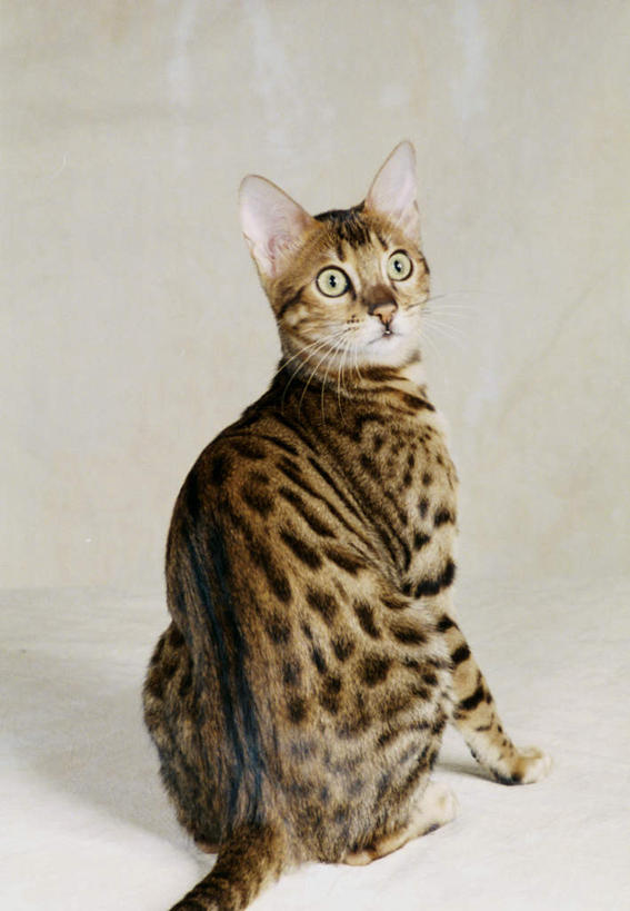 无人,坐,竖图,室内,白天,白色背景,宠物,猫,阴影,反射,影子,扭头,注视,一只,背面,动物,观察,看,转头,可爱,摄影,影棚,观看,察看,关注,猫咪,孟加拉猫,坐着,彩图,全身,影棚拍摄,拍摄