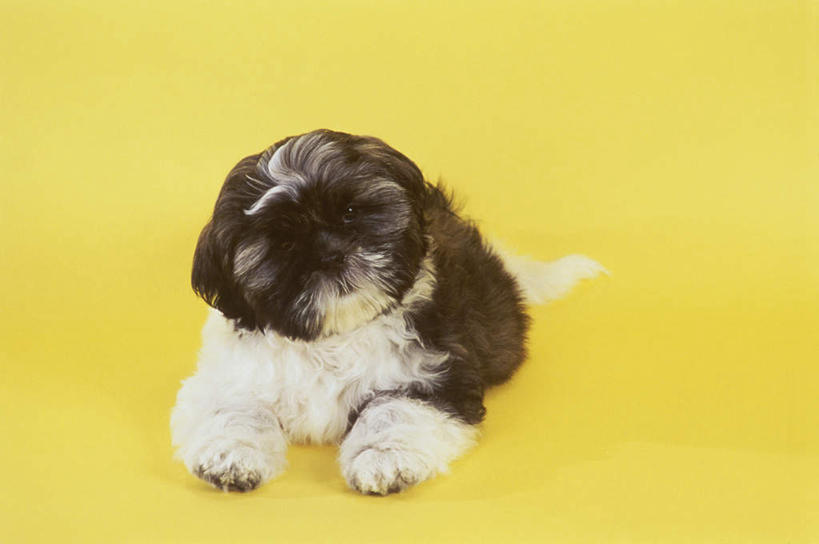 无人,横图,室内,白天,正面,宠物,狗,阴影,黄色背景,反射,影子,注视,狮子狗,一只,动物,观察,看,趴着,可爱,摄影,影棚,观看,察看,关注,西施犬,忠诚,赛珠犬,狮子犬,西施狗,犬,趴,彩图,全身,影棚拍摄,拍摄