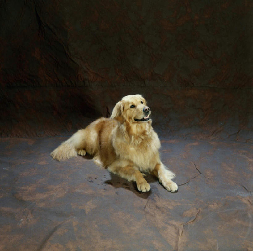 无人,横图,室内,白天,正面,宠物,狗,阴影,反射,影子,注视,金毛犬,一只,动物,观察,看,趴着,可爱,摄影,影棚,金毛,观看,察看,金毛猎犬,关注,寻回犬,金毛寻回犬,忠诚,金毛狗,金毛寻回狗,寻回狗,犬,趴,抬头,仰头,彩图,全身,影棚拍摄,拍摄