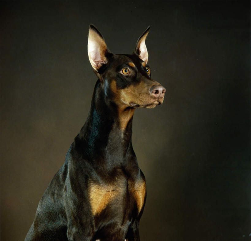 无人,坐,横图,室内,白天,正面,宠物,狗,阴影,反射,影子,注视,一只,动物,观察,看,可爱,观看,察看,关注,杜宾犬,忠诚,笃宾狗,笃宾犬,杜宾狗,犬,坐着,半身,彩图