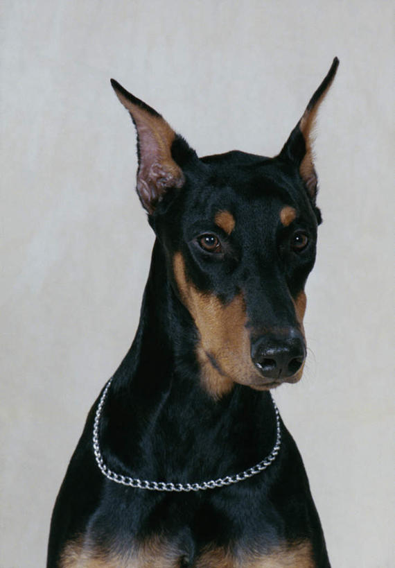 头,无人,坐,竖图,室内,特写,白天,正面,宠物,狗,阴影,灰色背景,反射,影子,注视,一只,动物,观察,看,可爱,摄影,影棚,观看,察看,关注,狗链,杜宾犬,忠诚,笃宾狗,笃宾犬,杜宾狗,头部,犬,坐着,半身,彩图,影棚拍摄,拍摄