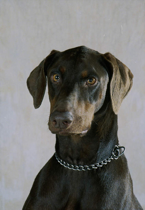 头,无人,坐,竖图,室内,特写,白天,正面,宠物,狗,阴影,灰色背景,反射,影子,注视,一只,动物,观察,看,可爱,摄影,影棚,观看,察看,关注,狗链,杜宾犬,忠诚,笃宾狗,笃宾犬,杜宾狗,头部,犬,坐着,半身,彩图,影棚拍摄,拍摄