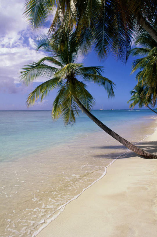 无人,竖图,室外,白天,正面,旅游,度假,海浪,海洋,美景,沙滩,植物,棕榈树,叶子,特立尼达和多巴哥,阴影,光线,沙子,影子,海岸,景观,浪花,水平线,云,云朵,辽阔,绿叶,海平线,沙地,云彩,娱乐,树,树木,蓝色,绿色,白云,蓝天,天空,阳光,自然,海水,天,享受,休闲,广阔,嫩叶,景色,放松,生长,晴朗,成长,一望无际,自然风光,美洲,海景,棕榈叶,特立尼达和多巴哥共和国,亚美利加洲,中美,无边无际,一马平川,岛国,叶,叶片,大海,风浪,海,海水的波动,海滩,近岸浪,涌浪,晴空,彩图,水天相接,水天一线