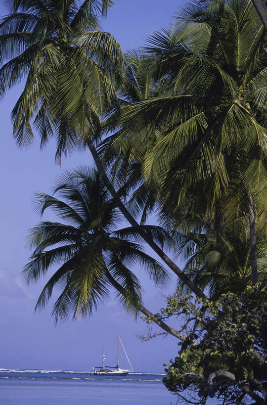 无人,竖图,室外,白天,正面,旅游,度假,海浪,海洋,美景,植物,棕榈树,叶子,特立尼达和多巴哥,阴影,光线,影子,景观,浪花,水平线,云,云朵,辽阔,绿叶,海平线,云彩,娱乐,树,树木,蓝色,绿色,白云,蓝天,天空,阳光,自然,海水,天,享受,休闲,广阔,嫩叶,景色,放松,生长,晴朗,成长,一望无际,自然风光,美洲,海景,棕榈叶,特立尼达和多巴哥共和国,亚美利加洲,中美,无边无际,一马平川,岛国,叶,叶片,大海,风浪,海,海水的波动,近岸浪,涌浪,晴空,彩图,水天相接,水天一线